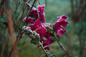 A close-up of a vibrant pink flower with a light layer of frost on its petals and leaves. The background is a natural, out-of-focus mixture of greens and browns, suggesting a chilly early morning setting in a garden or wild area.