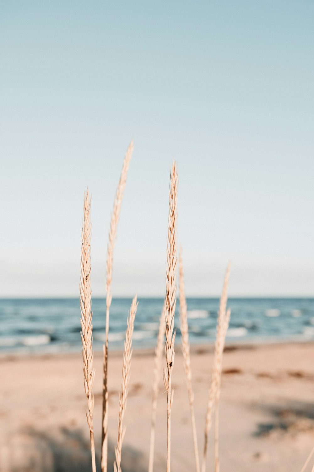 brown wheat near sea during daytime