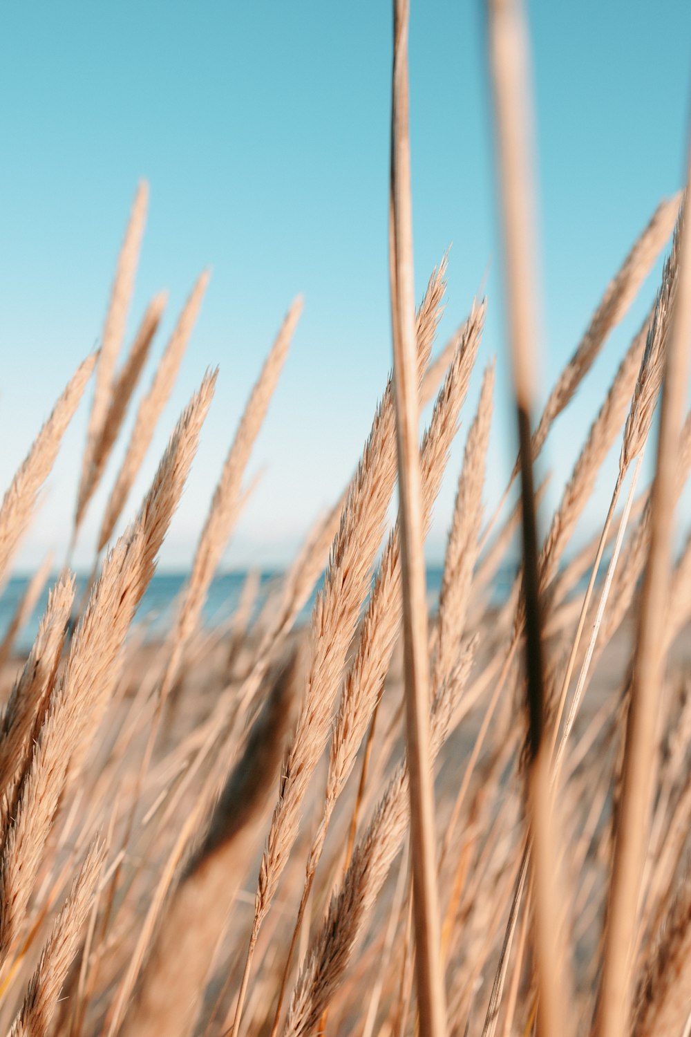 Braunes Weizenfeld unter blauem Himmel tagsüber