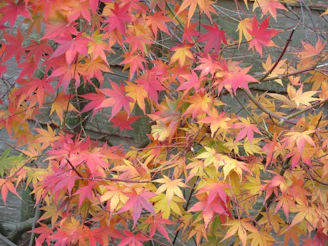 A vibrant bulletin board decorated with student artwork inspired by the changing autumn landscape.