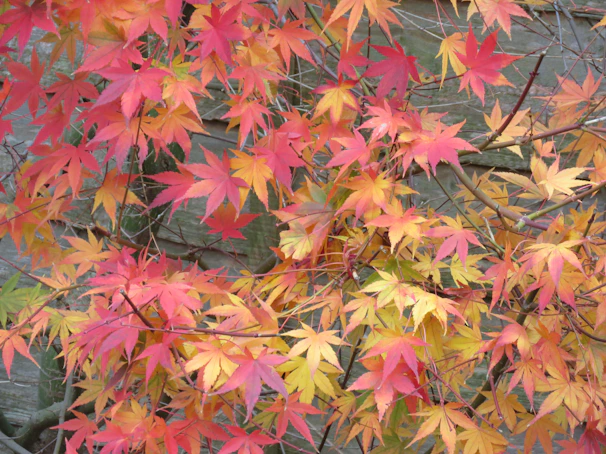 A vibrant bulletin board decorated with student artwork inspired by the changing autumn landscape.