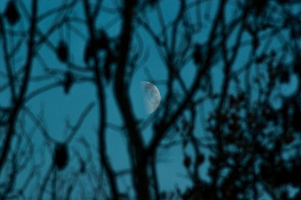 white and blue moon in the sky