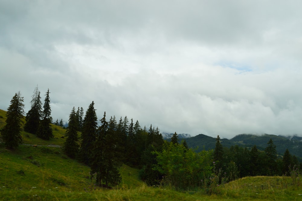 green trees on green grass field under white cloudy sky during daytime