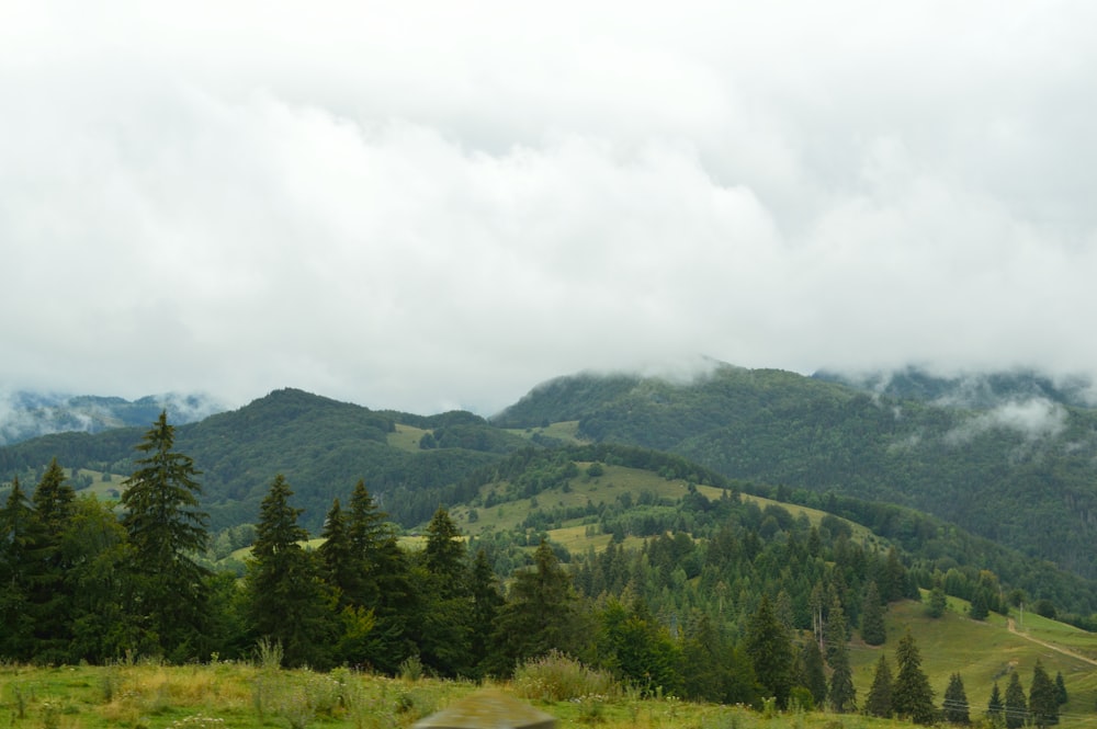 Grüne Bäume auf dem Berg tagsüber unter weißen Wolken