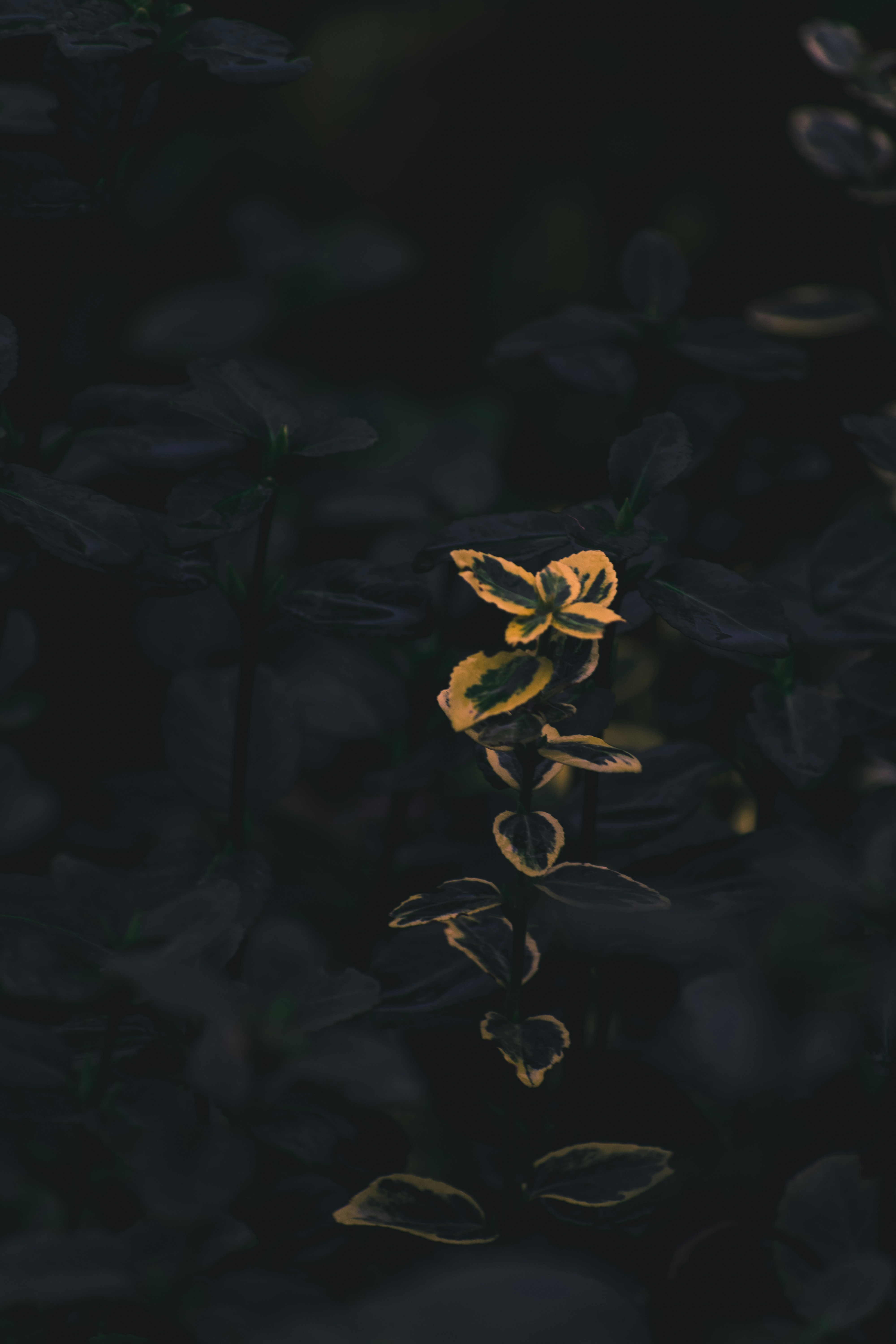 Photo by thezenoeffect