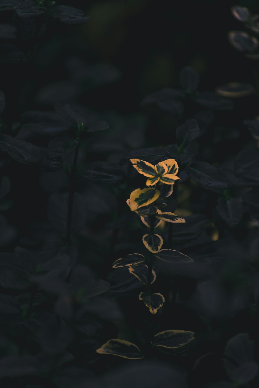 flor amarela na fotografia de perto