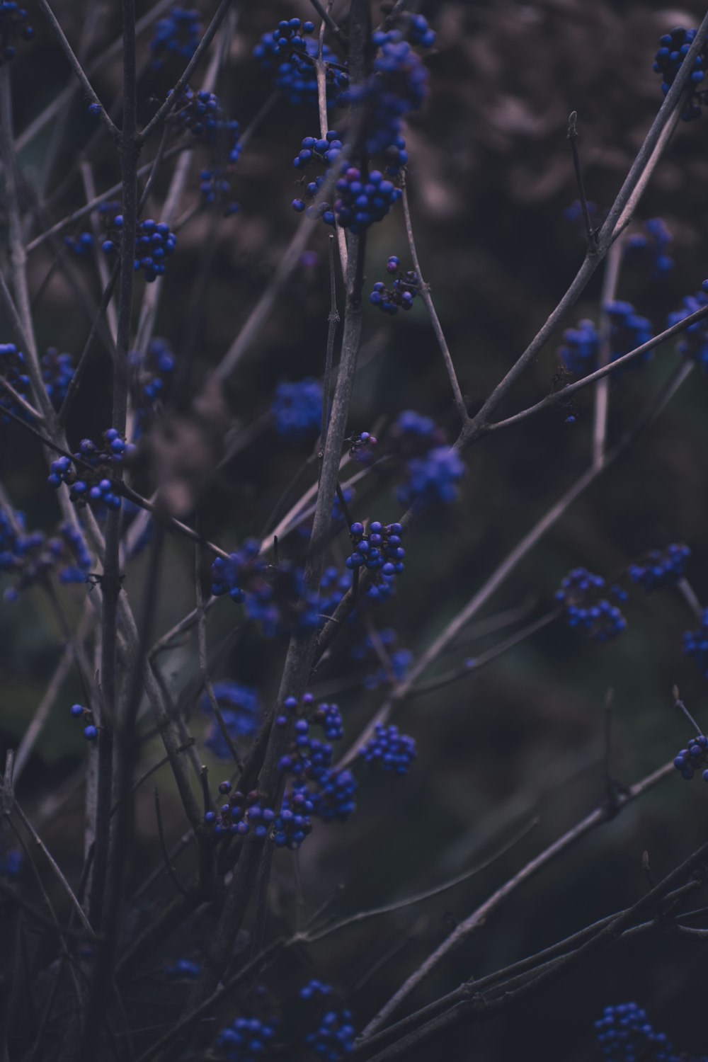 purple flower in tilt shift lens