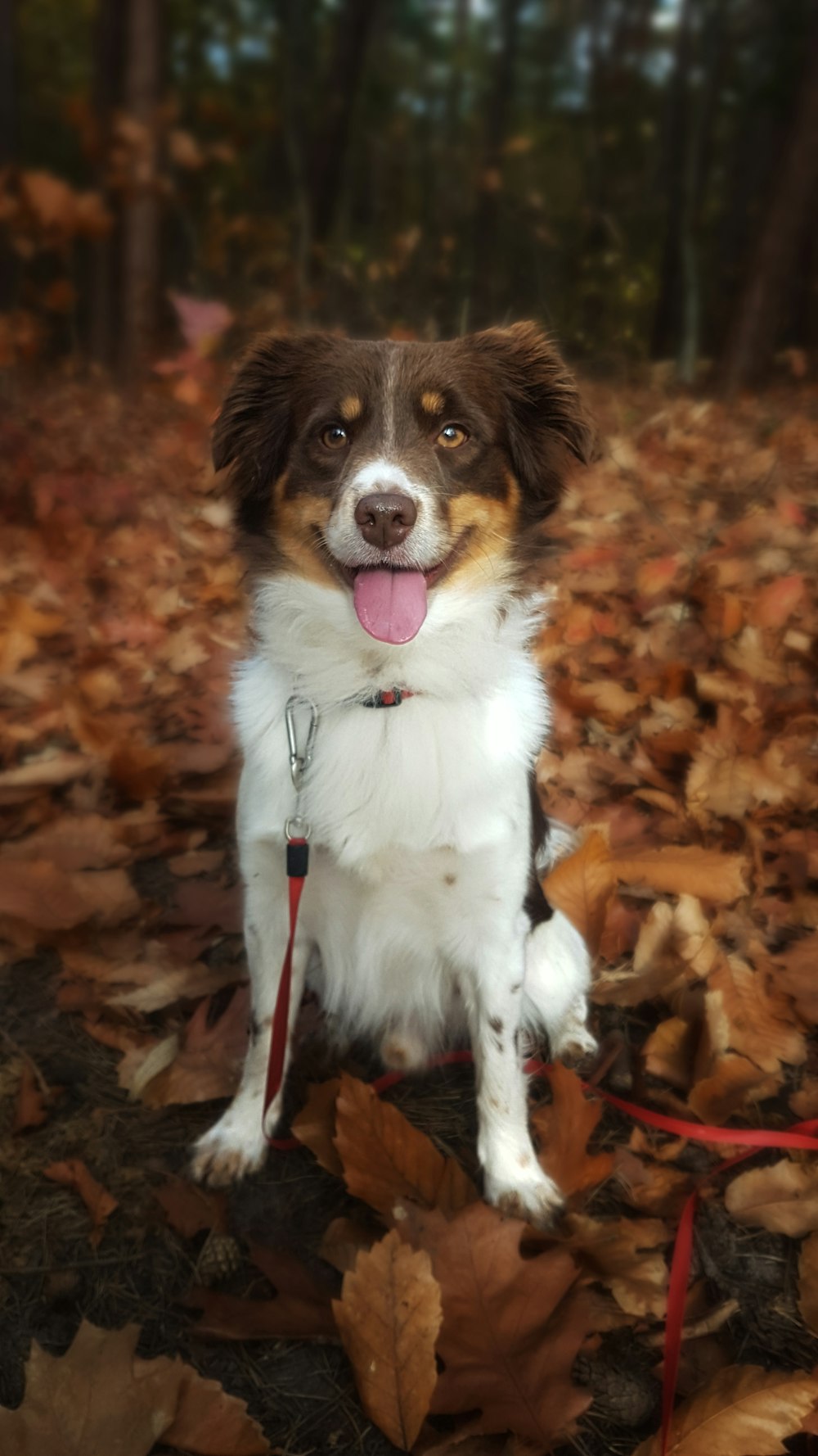 weißbraunes und schwarzes langes Fell mittlerer Hund auf getrockneten Blättern stehend