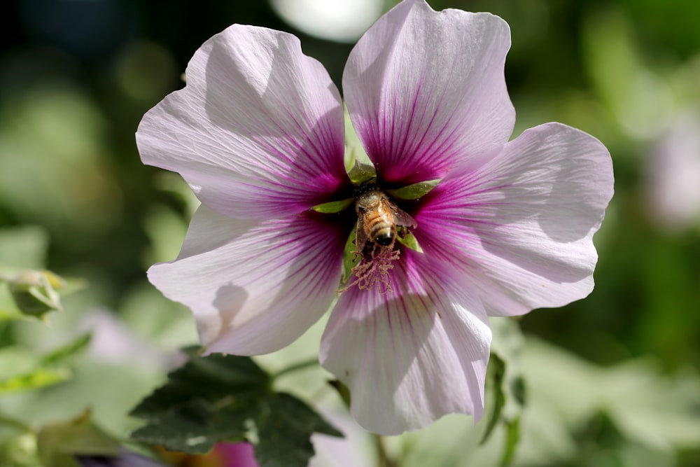 purple flower in tilt shift lens