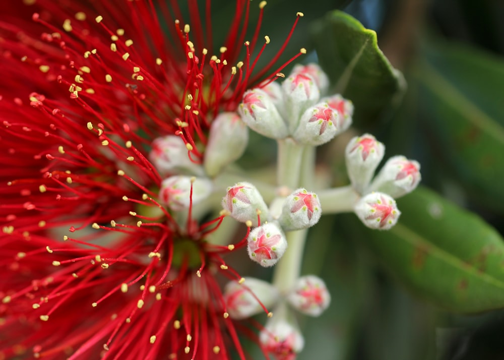 white and red flower in macro lens