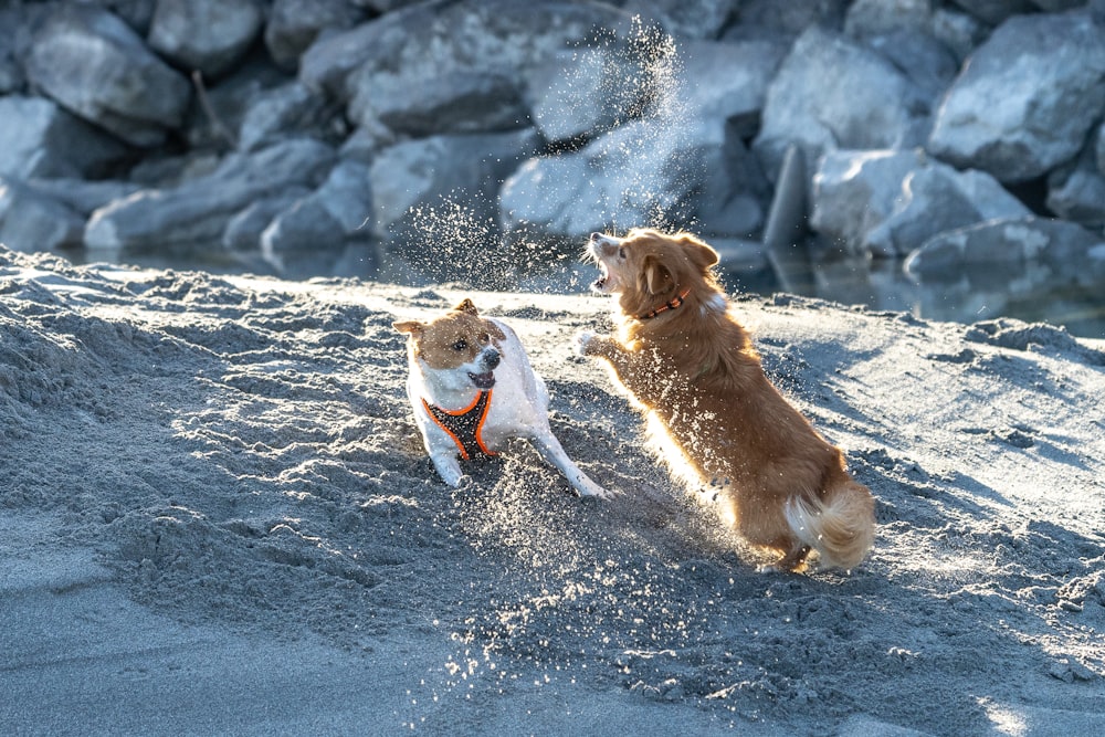 brown short coated dog running on gray sand during daytime