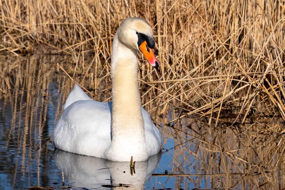 white swan on body of water during daytime