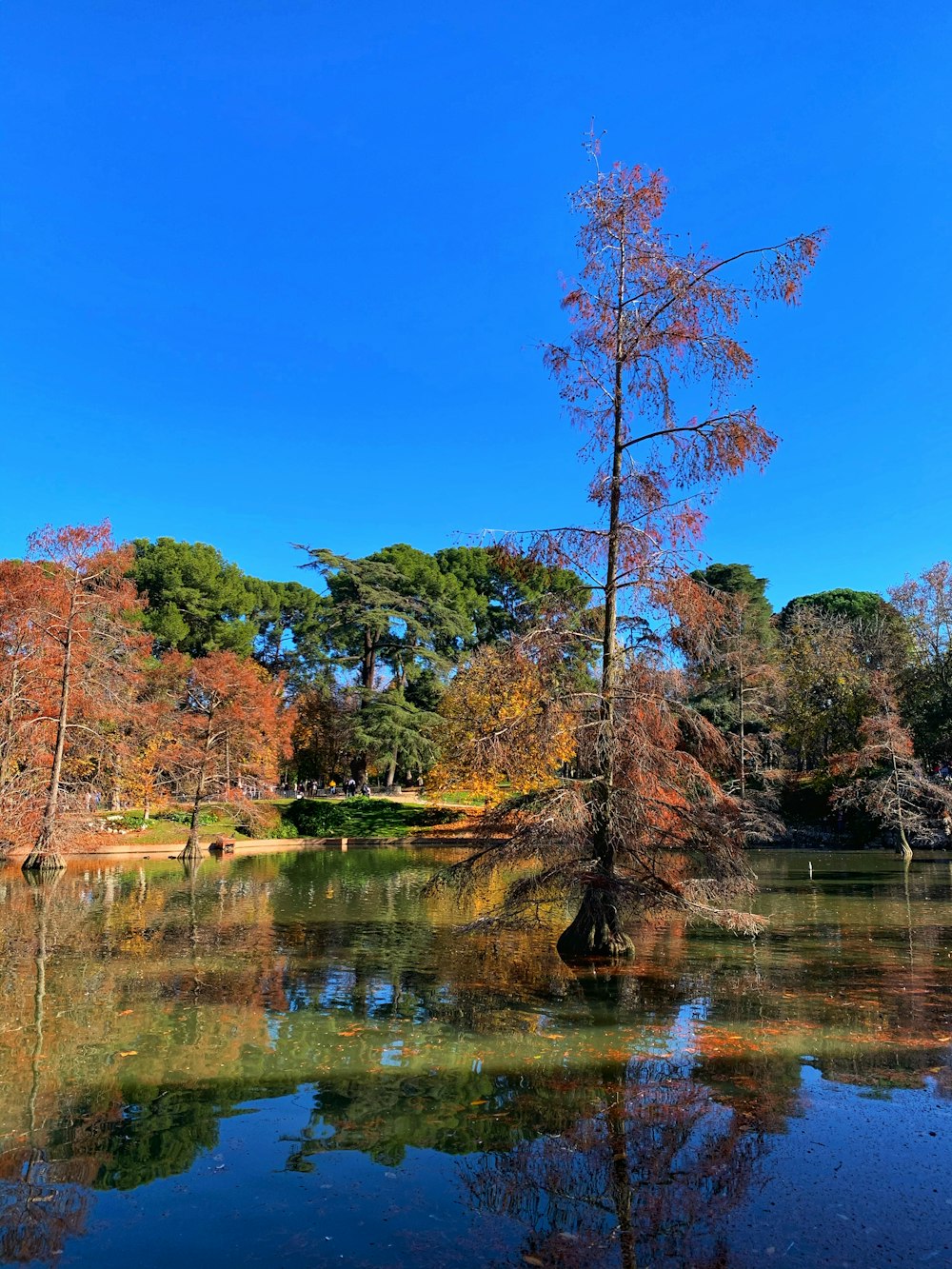 árboles rojos y verdes al lado del río bajo el cielo azul durante el día