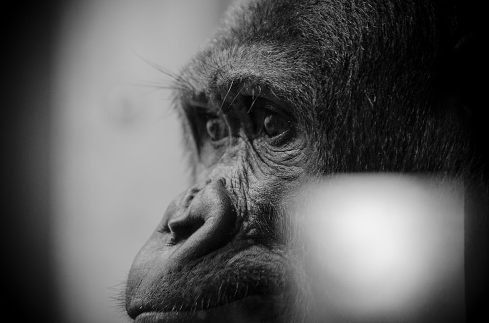 black gorilla with white eyes