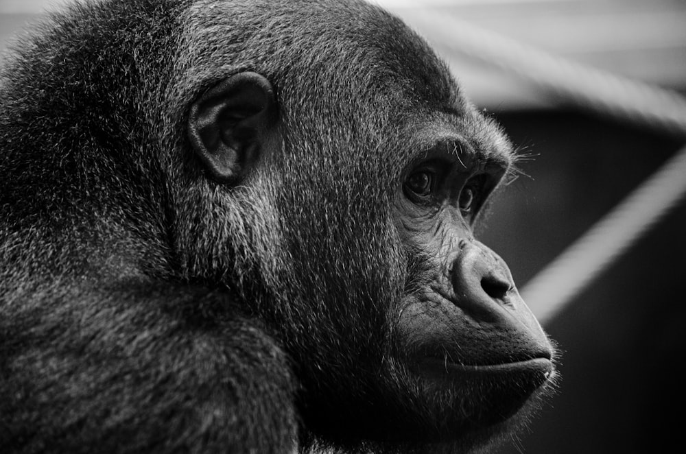 black gorilla in grayscale photography