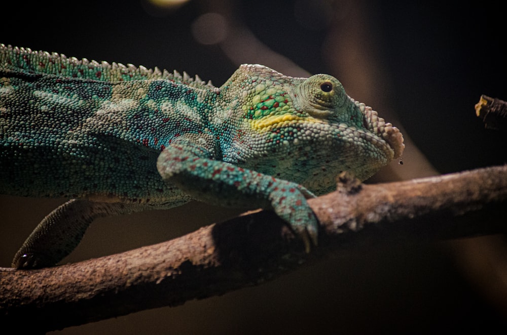 green and blue chameleon on brown tree branch