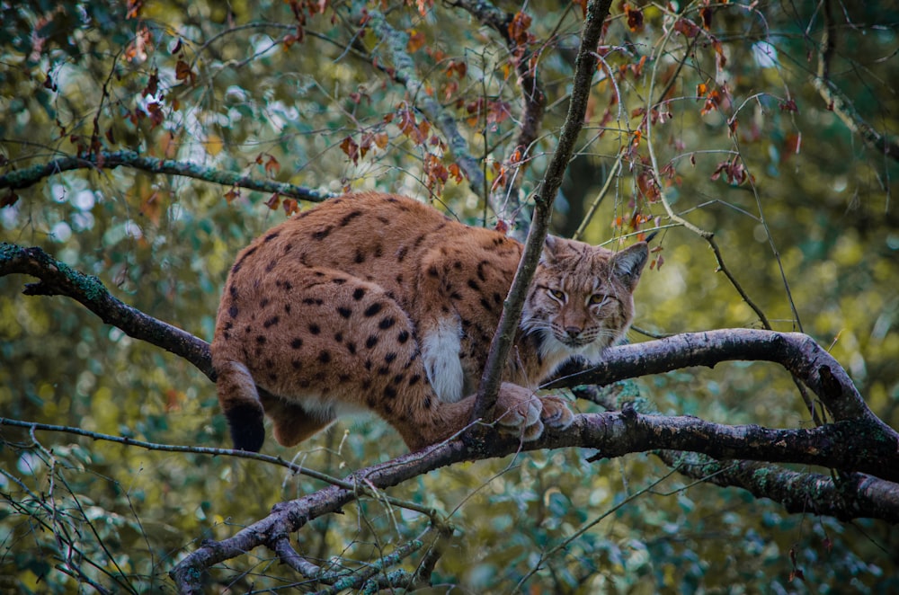 brown and black cat on tree branch