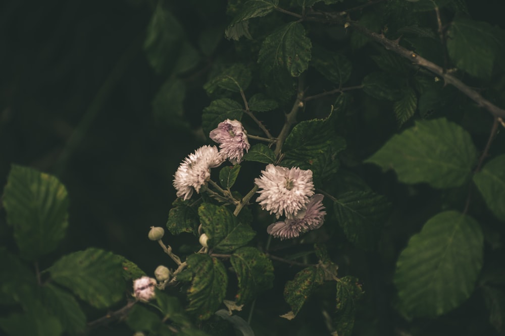 flor branca e marrom em flor