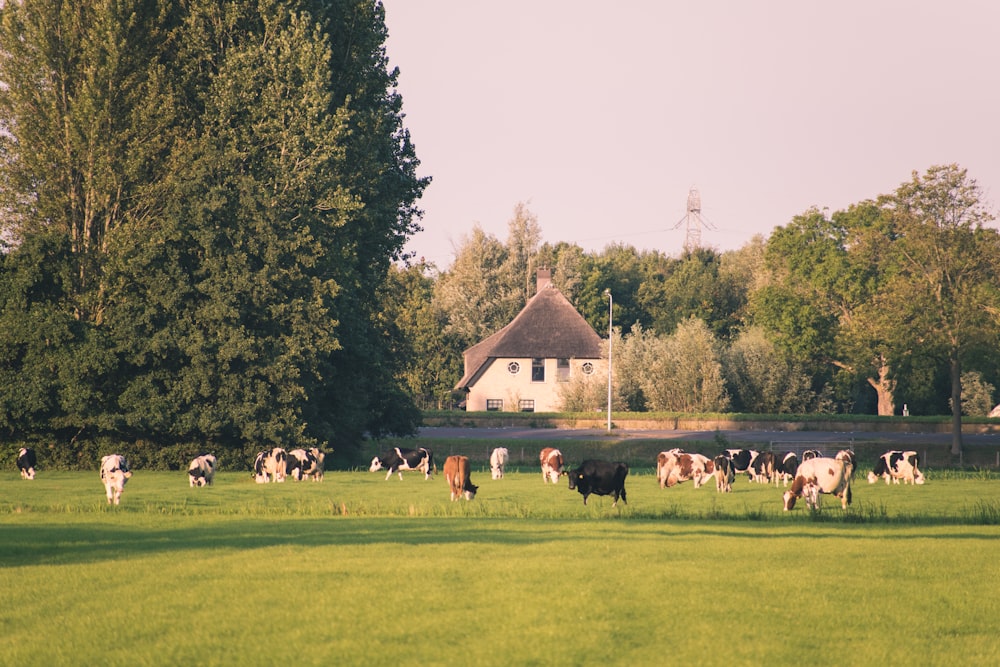 Kuhherde tagsüber auf grünem Grasfeld in der Nähe grüner Bäume