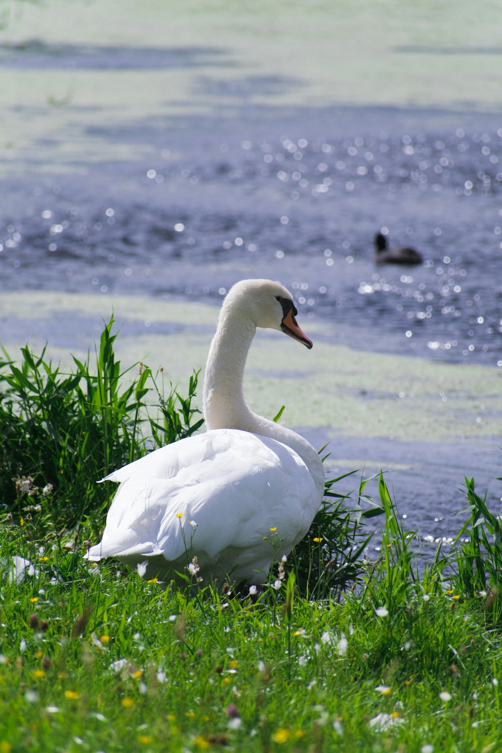 cisne blanco sobre hierba verde durante el día