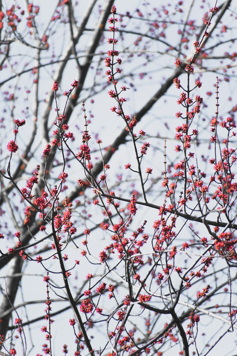 red and white flower buds