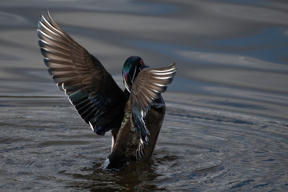 black and brown duck on water during daytime