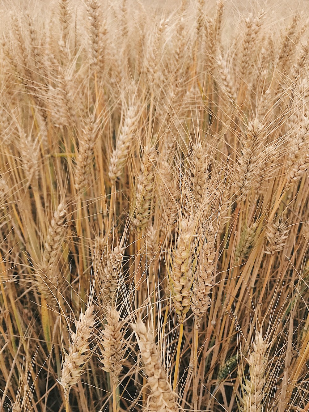 brown wheat field during daytime