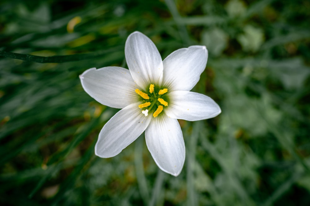 white flower in tilt shift lens