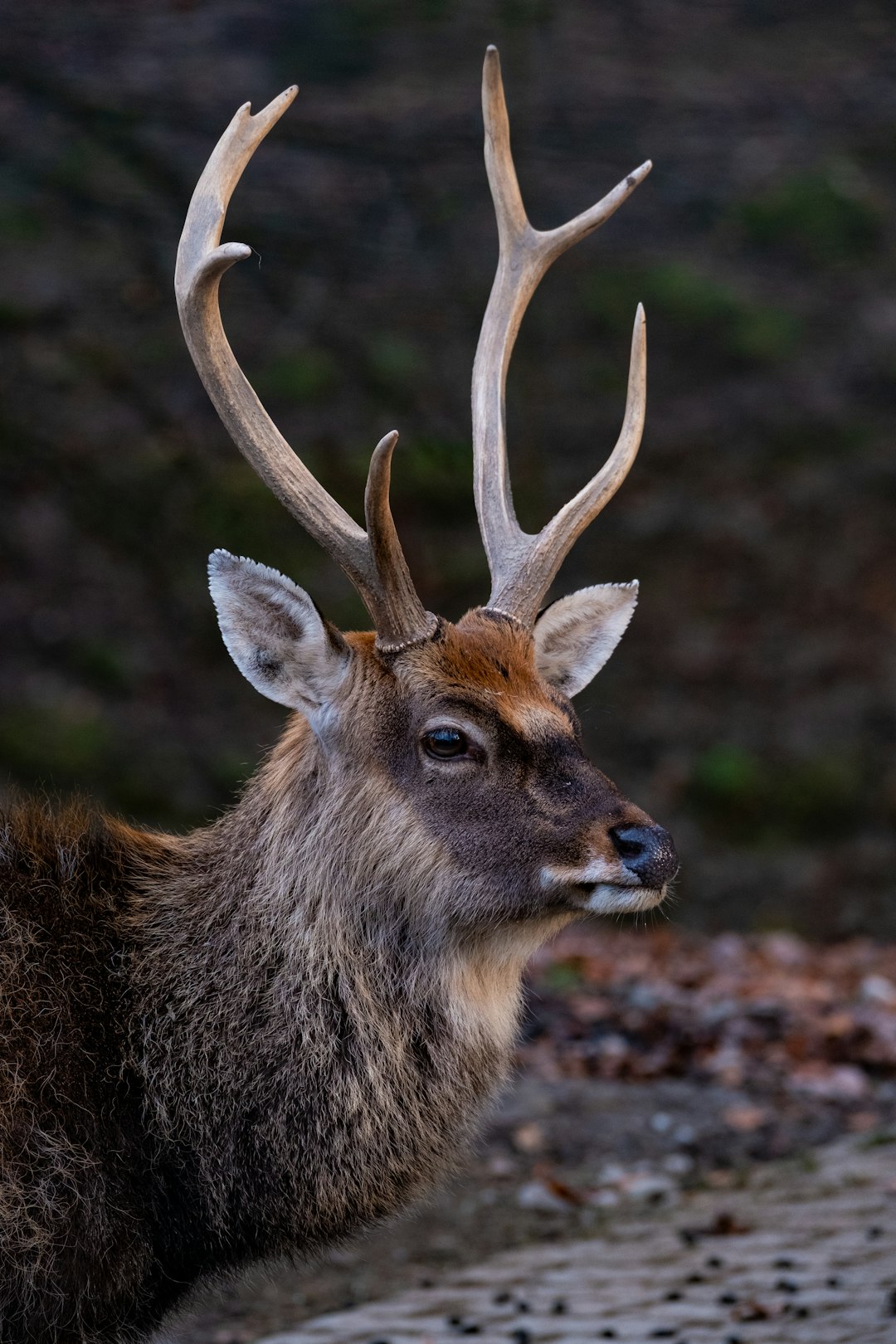 elk