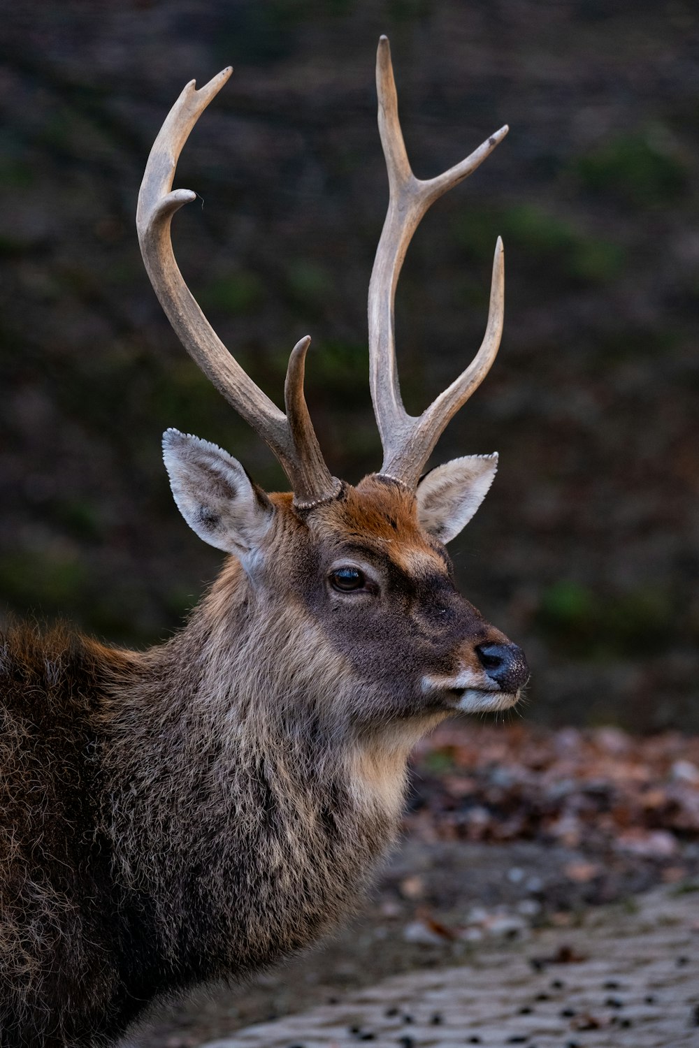 brown deer on brown grass during daytime