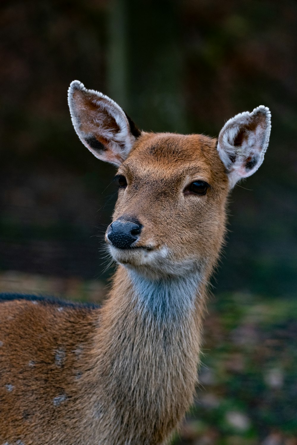 brown deer in close up photography