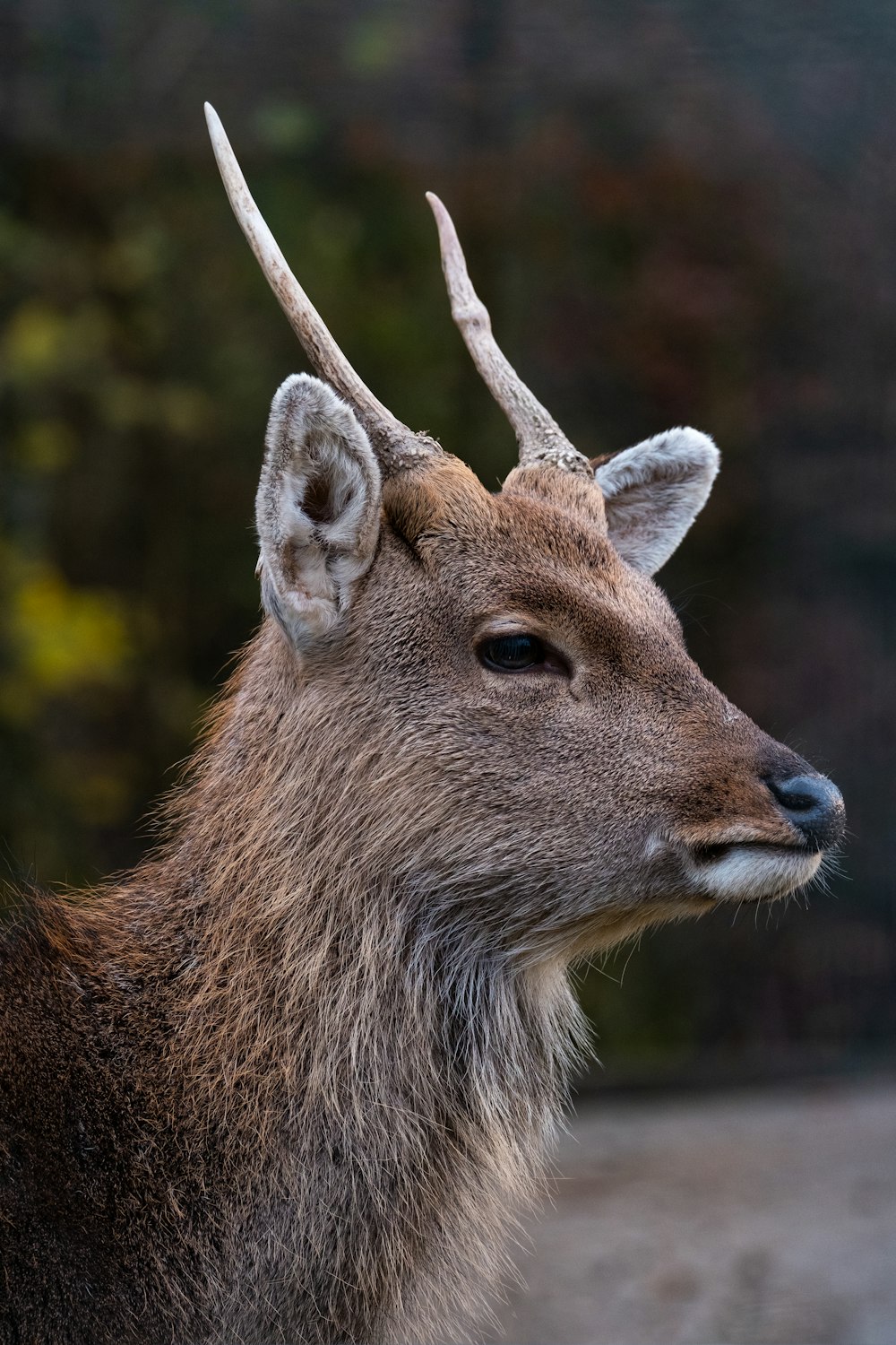 Braunhirsch in Nahaufnahmen