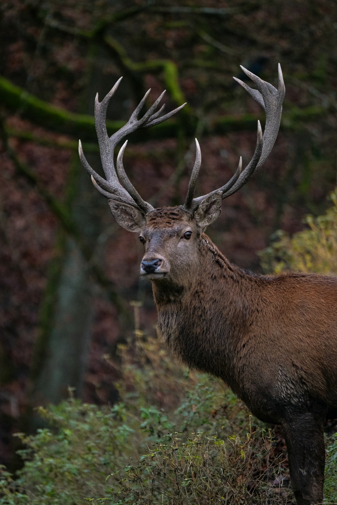 brown deer in forest during daytime