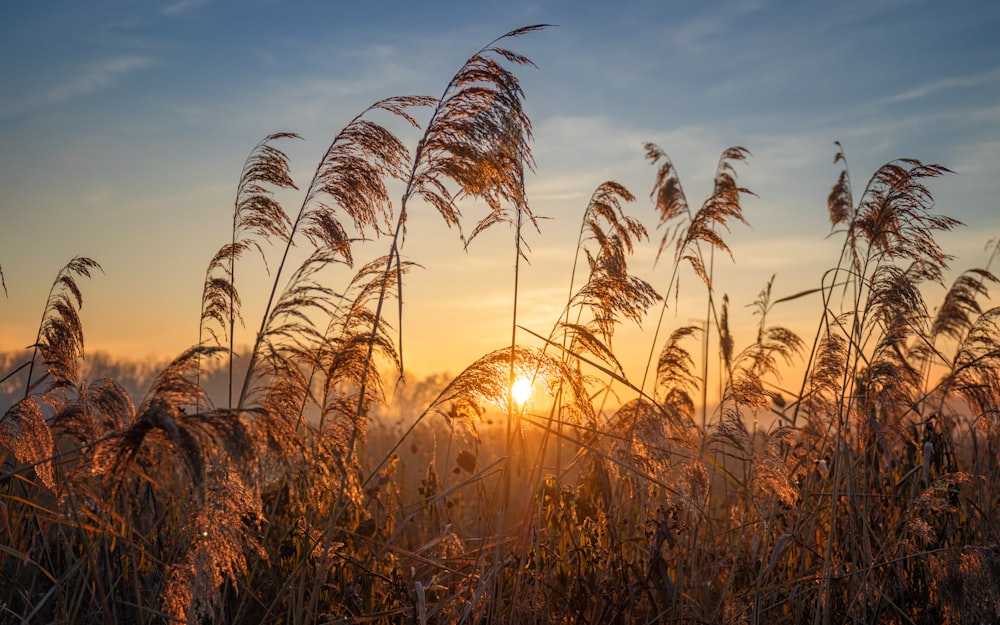 brown wheat field during sunset