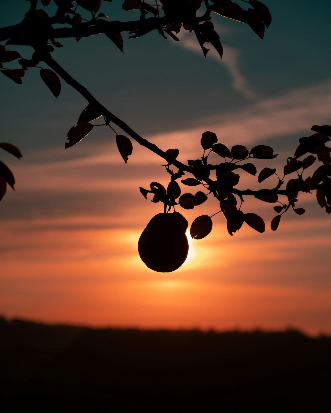 silhouette of tree during sunset