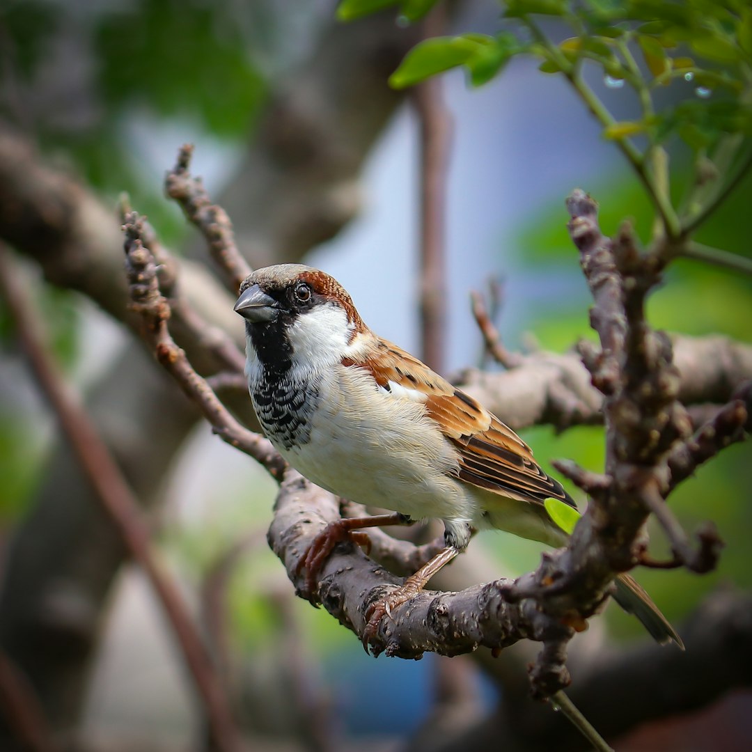  brown and white bird on tree branch sparrow