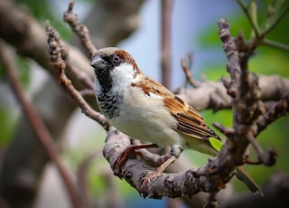 brown and white bird on tree branch