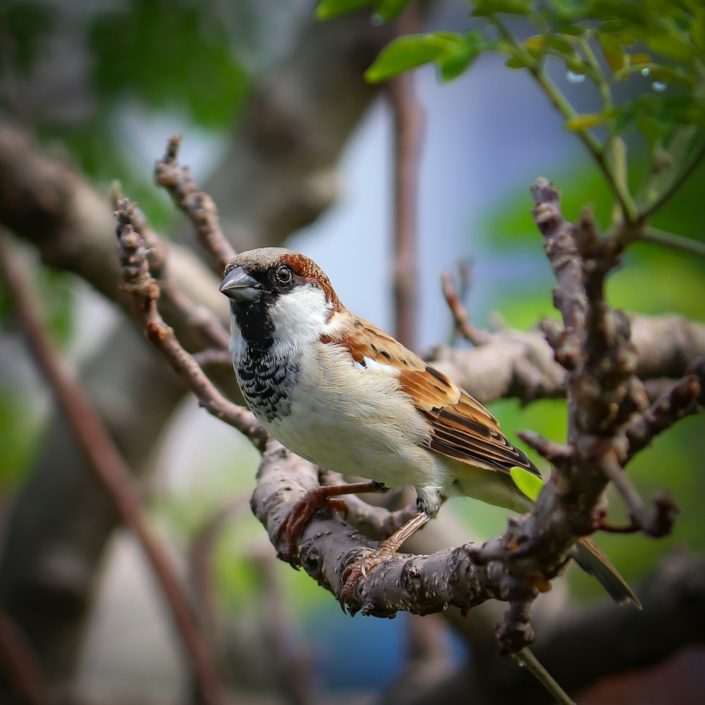 brown and white bird on tree branch