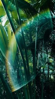 Sunlight filtering through the tall palmitos palms in the Misiones jungle, highlighting the vibrant greenery.