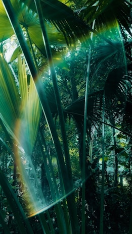 Sunlight filtering through the tall palmitos palms in the Misiones jungle, highlighting the vibrant greenery.