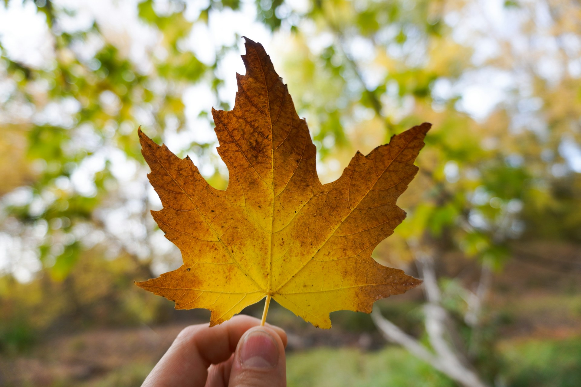 person holding brown maple leaf