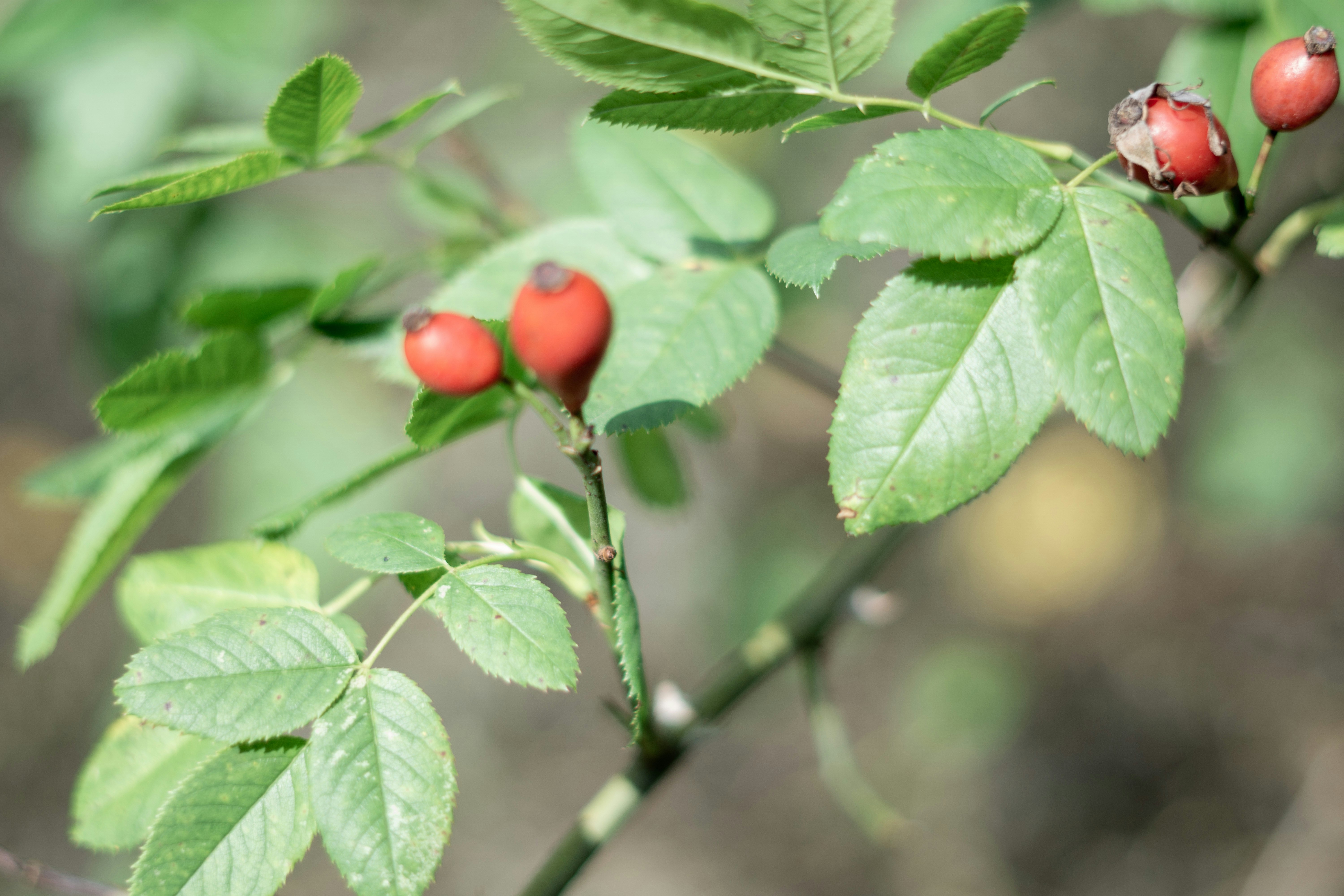 Photo by fanjatastisch