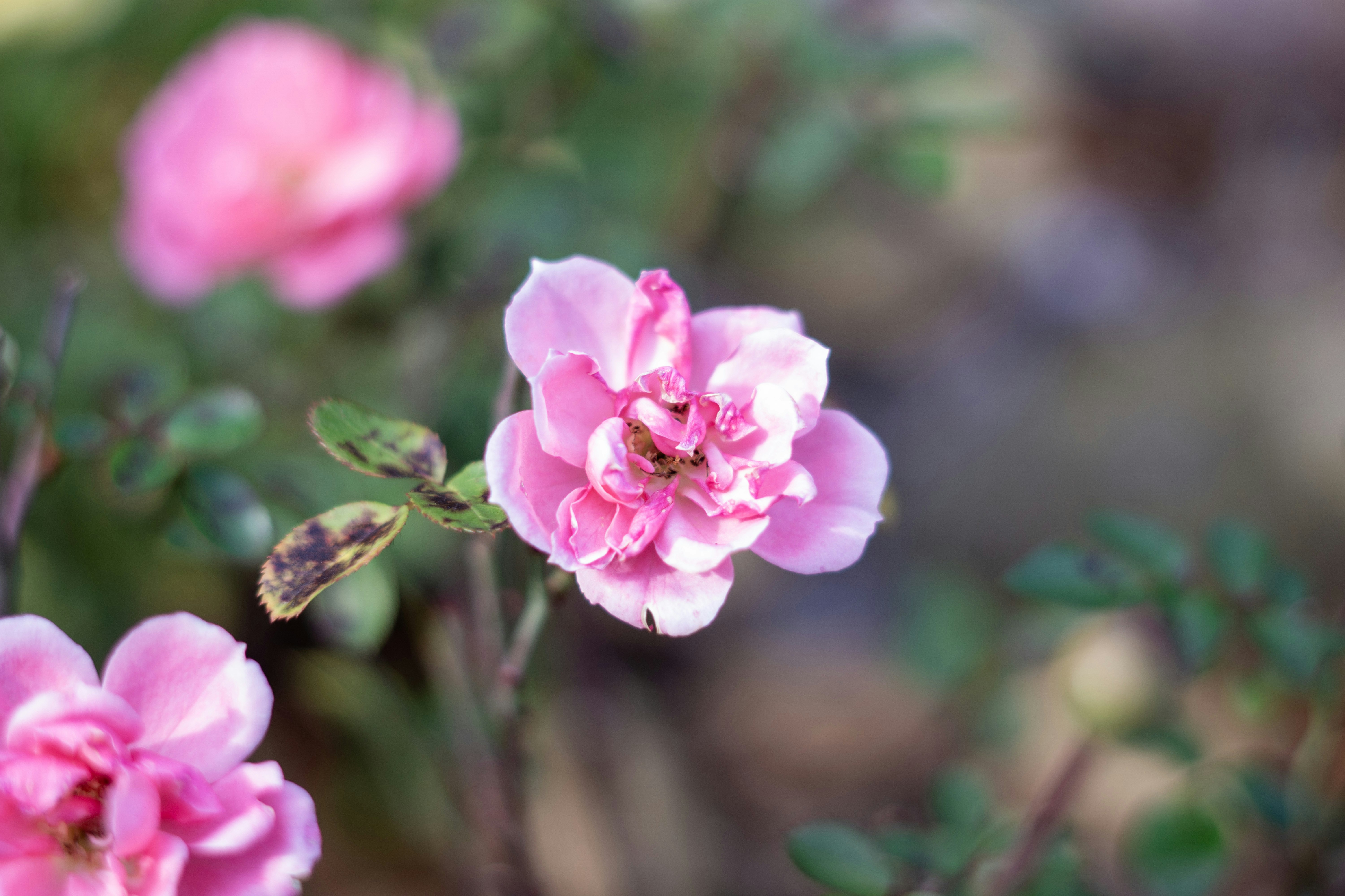 Photo by fanjatastisch