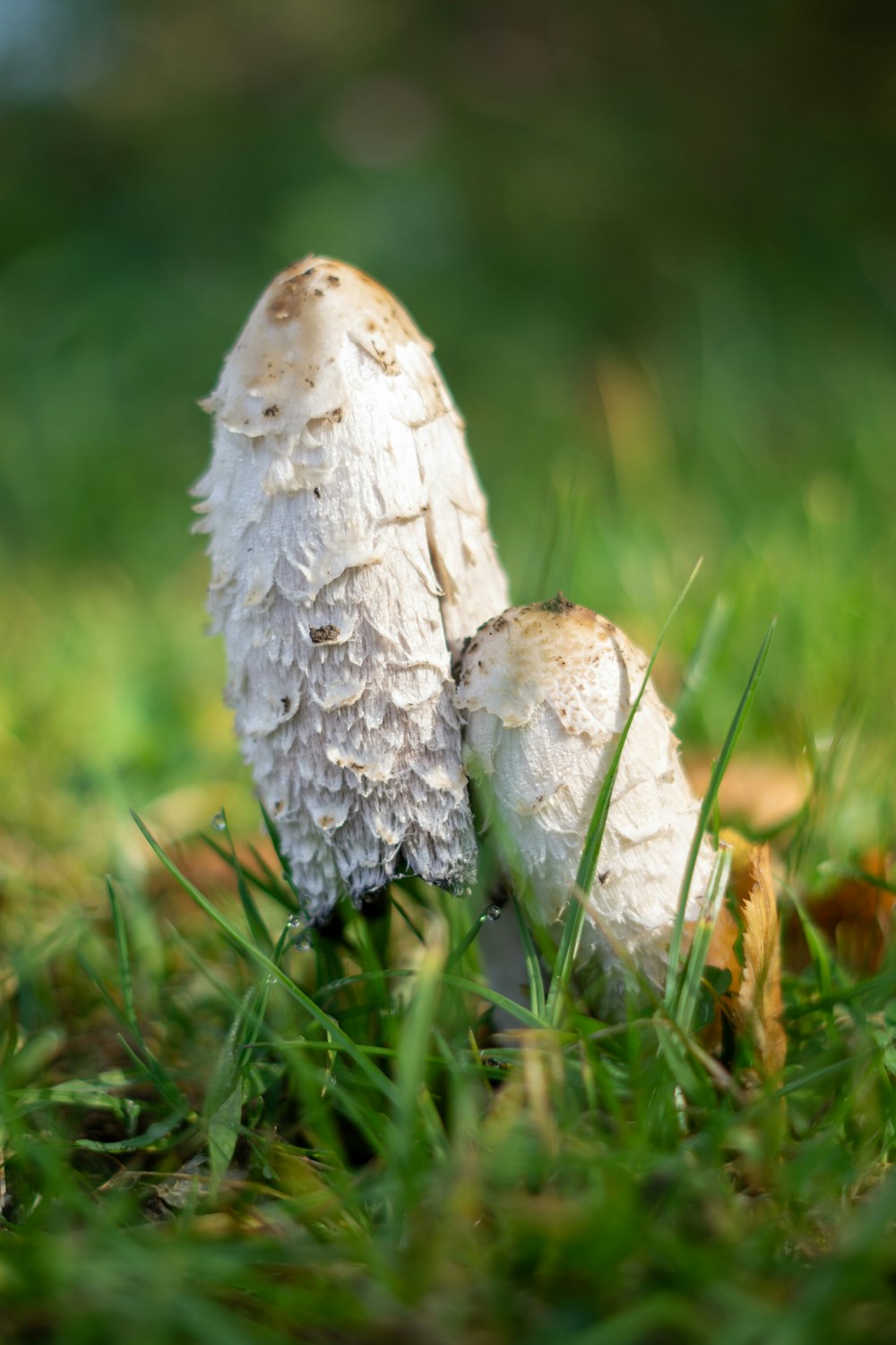 white and brown mushroom on green grass during daytime