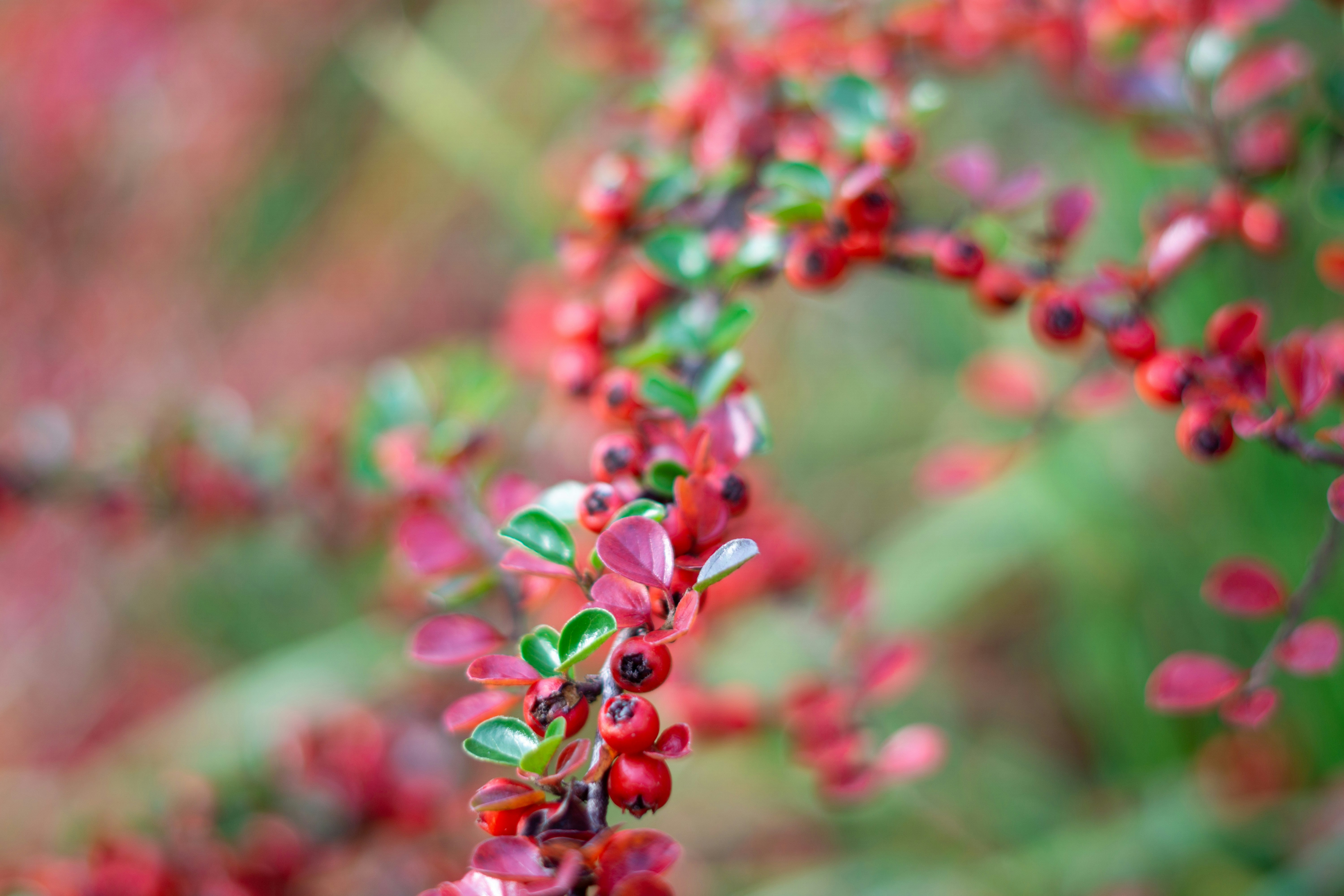 Photo by fanjatastisch