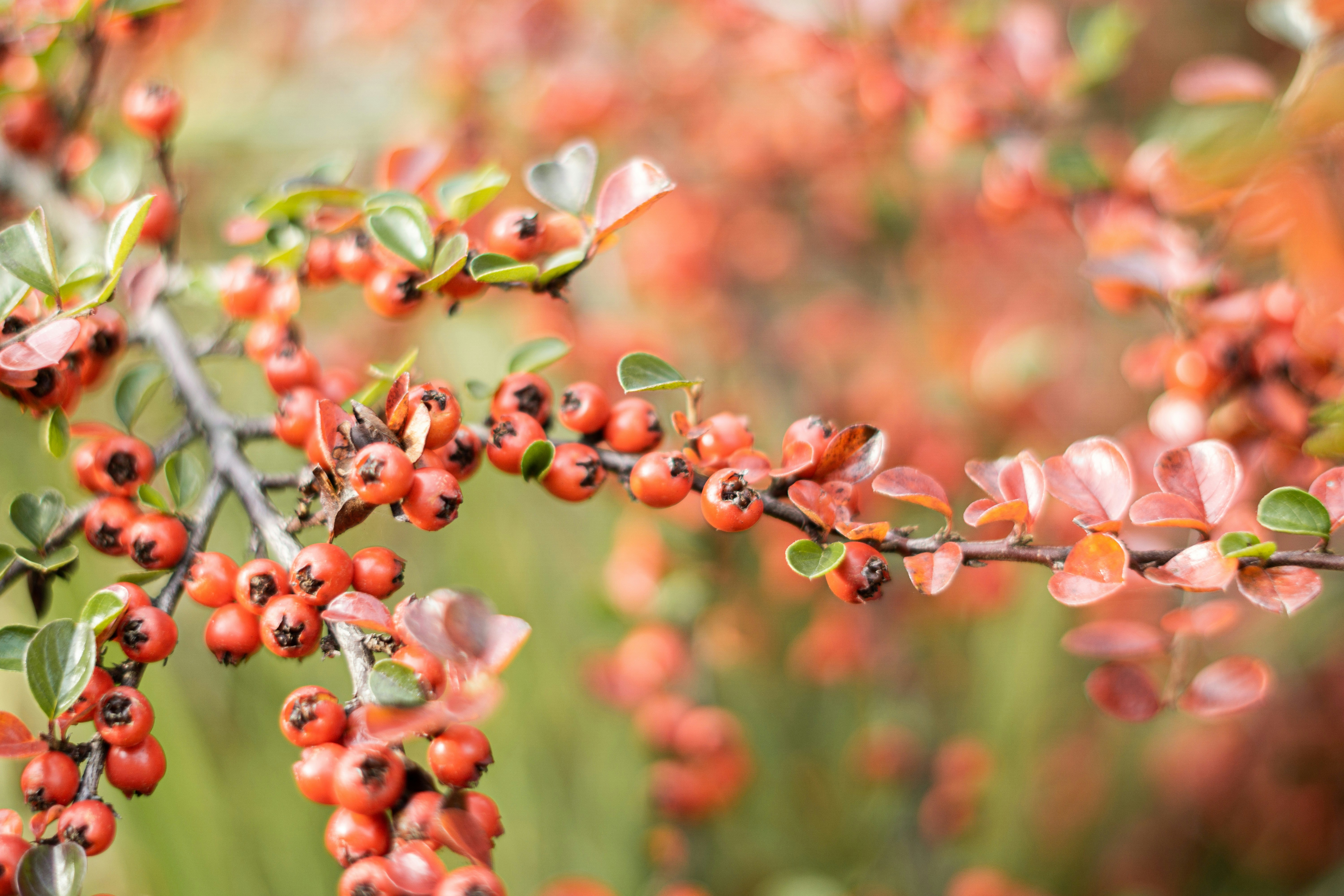 Photo by fanjatastisch