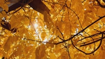 Golden autumn leaves with sunlight filtering through, creating a warm, backlit effect. The image captures a sense of nature and tranquility with the intricate network of branches and leaves.