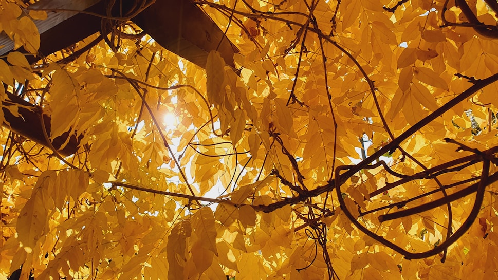 Golden autumn leaves with sunlight filtering through, creating a warm, backlit effect. The image captures a sense of nature and tranquility with the intricate network of branches and leaves.
