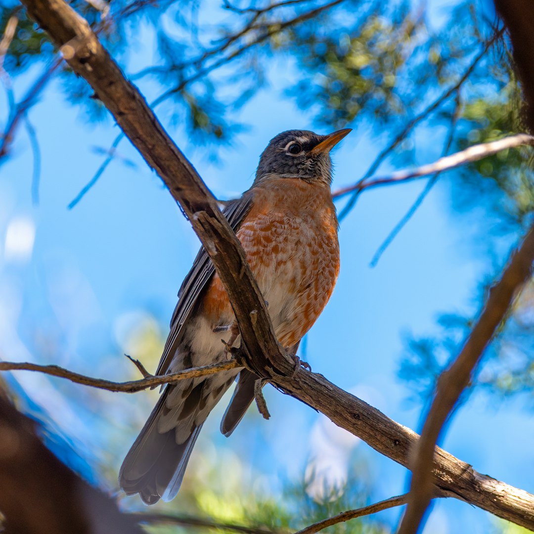 brown and black bird on brown tree branch during daytime