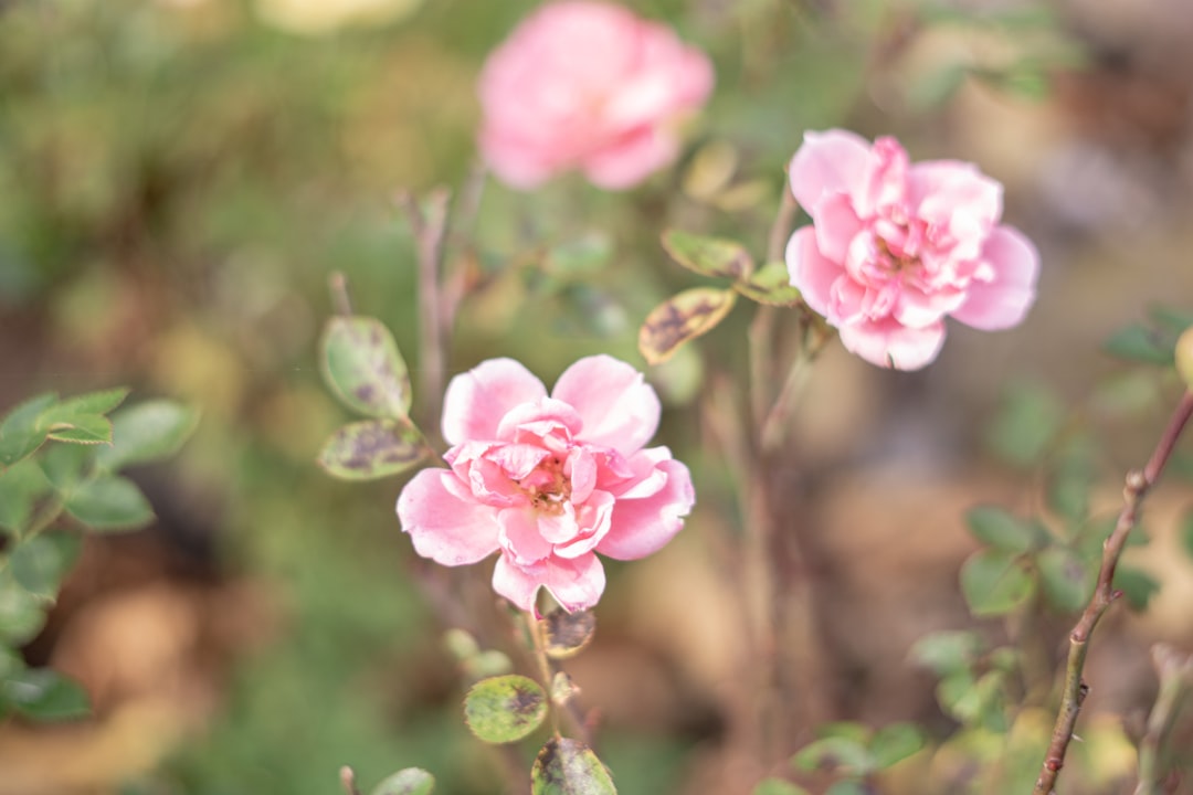 pink flowers in tilt shift lens